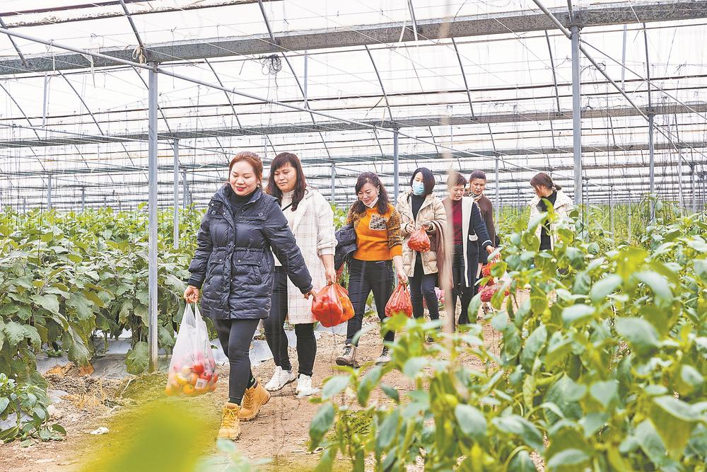 福清：保障“菜籃子”，基地采收忙
