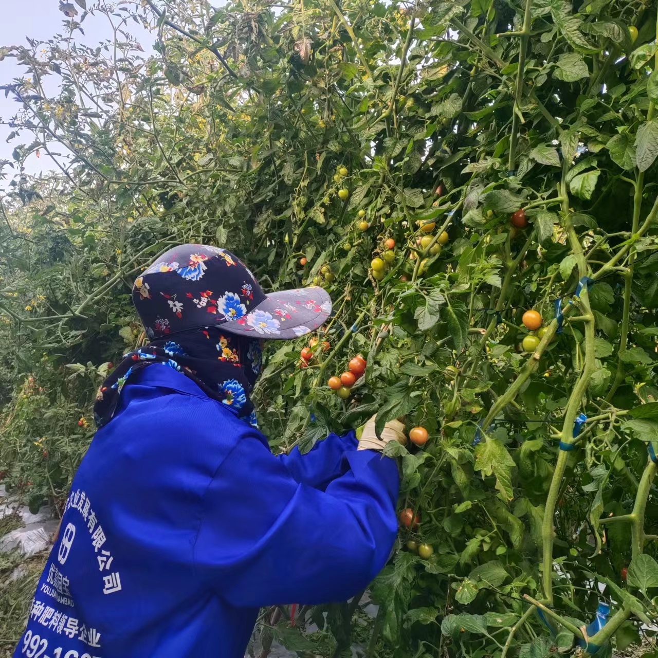 福清市聚力農機農民專業(yè)合作社試種千禧果獲豐產